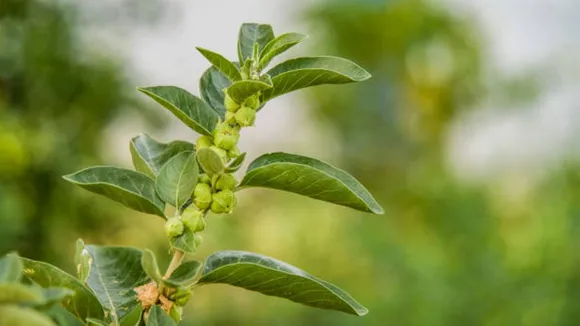 ashwagandha