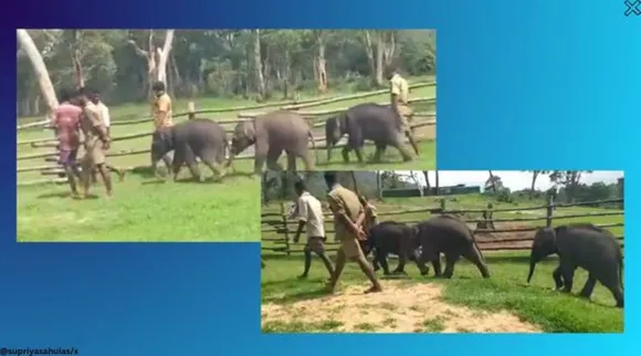 Elephant babies walking