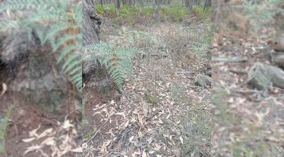 A Snake 1 