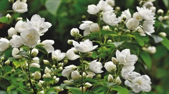 jasmine