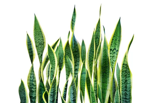 snake plants