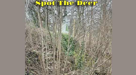 A Deer 1