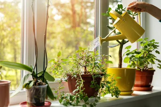 plants