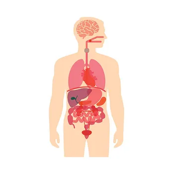 healthy liver