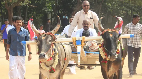 Pongal poli.jpg