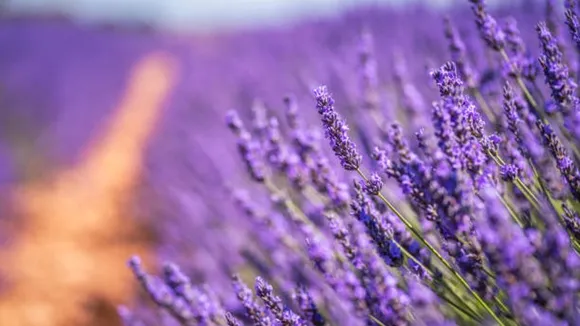 lavender