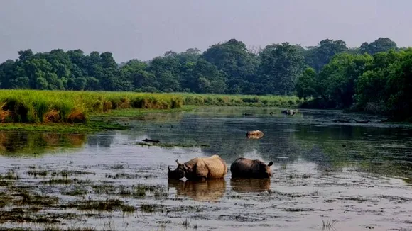 Buffalo