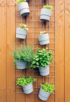 plants