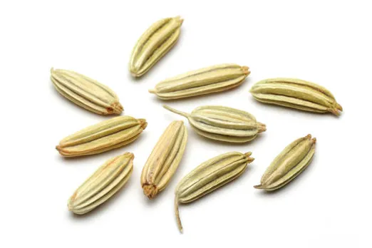 fennel