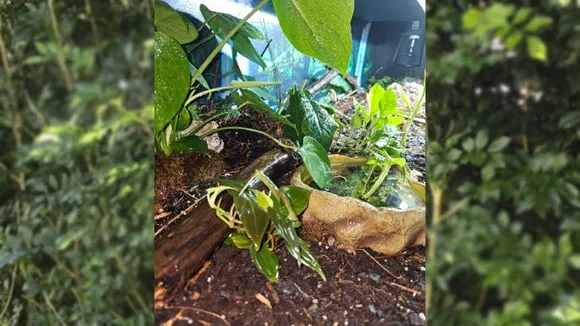 spot the snake 1 