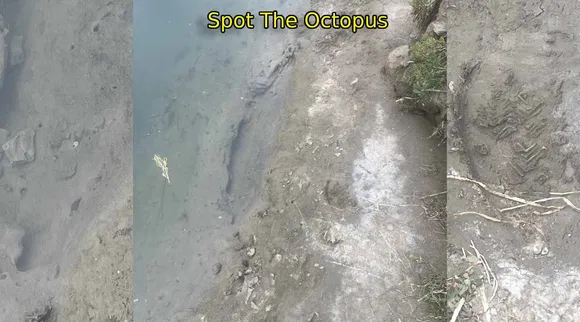a octopus 1