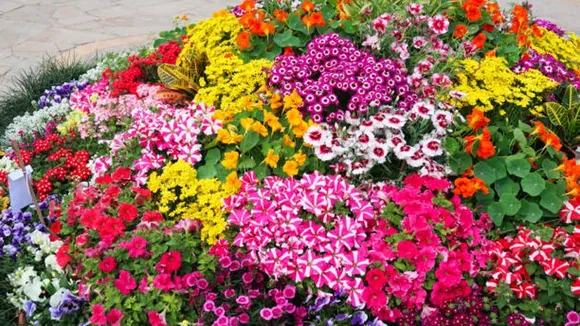 flowers