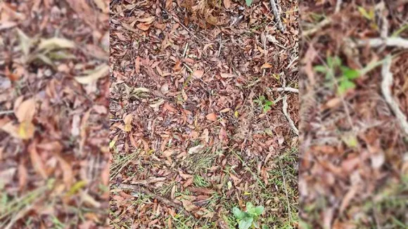 snake 1 