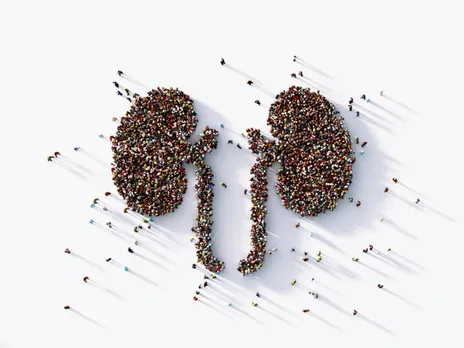 kidney