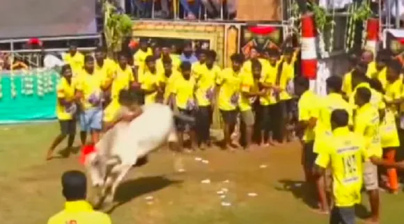  For the first time in Srilanka Jallikattu competition Tamil News 