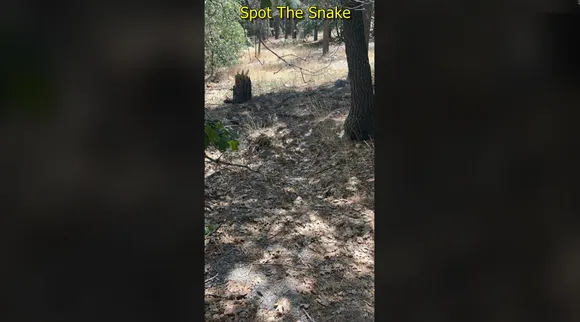 Snake