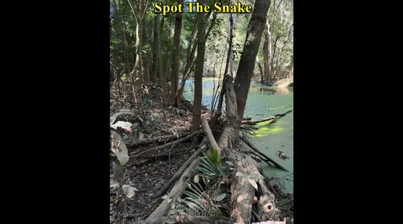 snake bottam 3