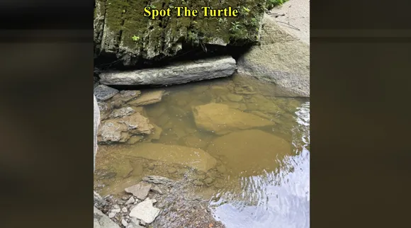 spot turtle 