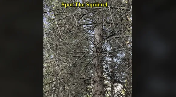 squirrel