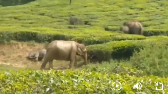 elephant calf