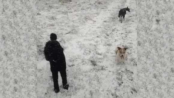 3 dogs 1