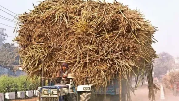 Sugarcane 1