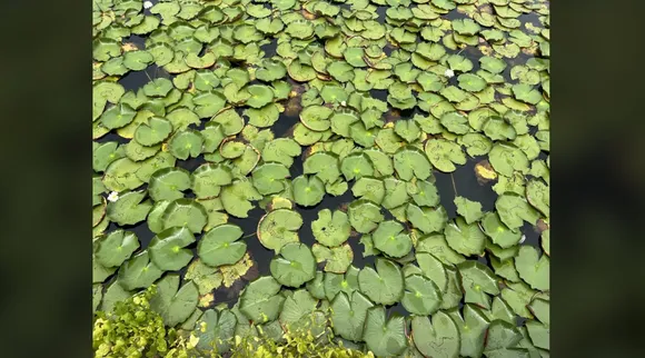 Turtle x2