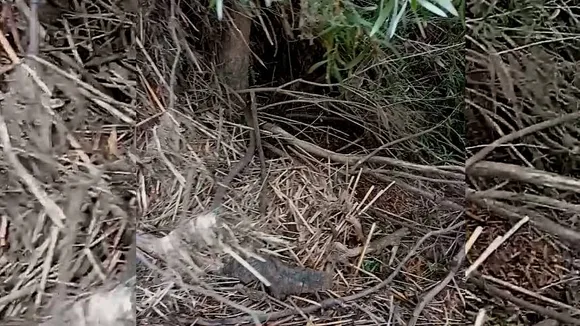 Snake 1