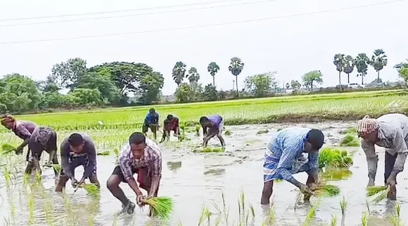  migrants north Indian workers  farming in Mayiladuthurai TN Tamil News 