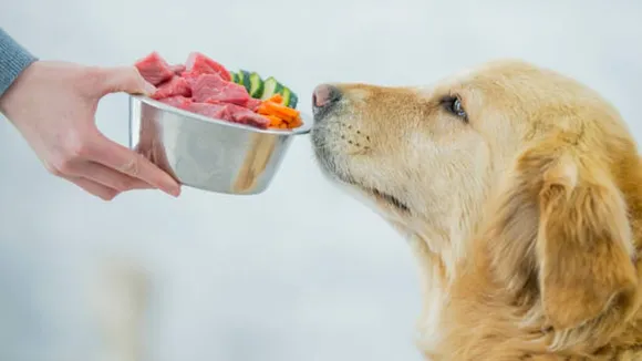 dog food