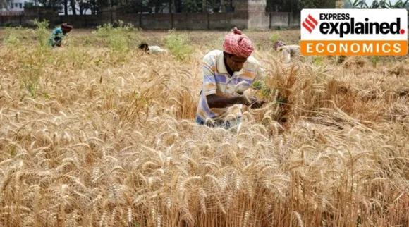 Wheat.jpg