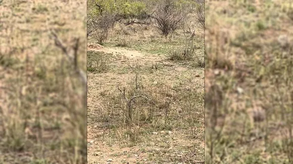 Leopard