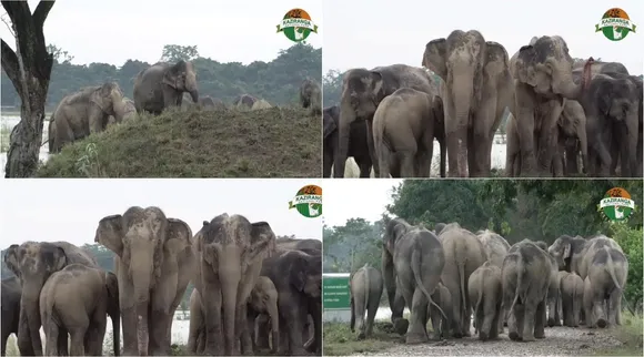 elephants kaziranga