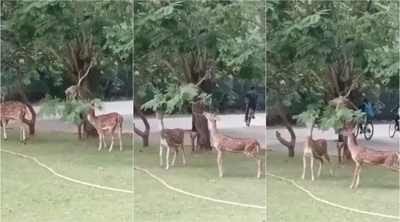 monkey deer friendship 1
