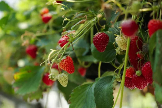 strawberry