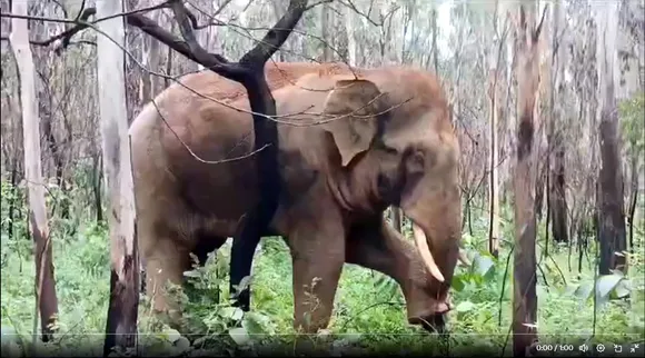 pedicure elephant