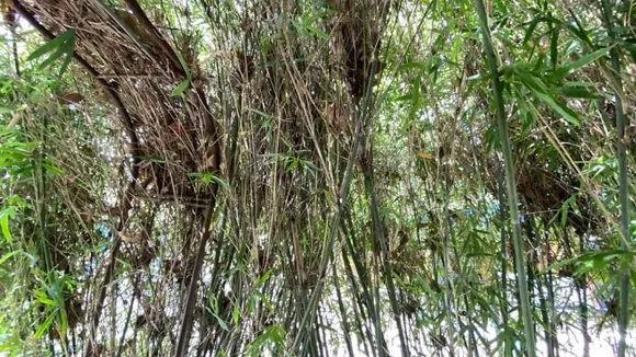 Snake in Bamboos 1