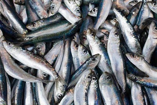 fish