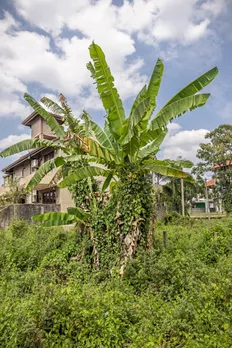 banana leaves
