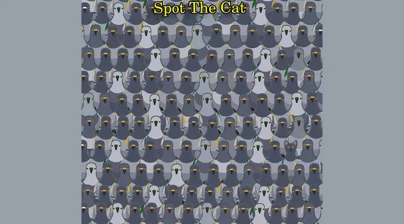 A cat 1 