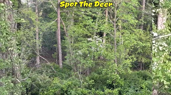 A Deer 1 