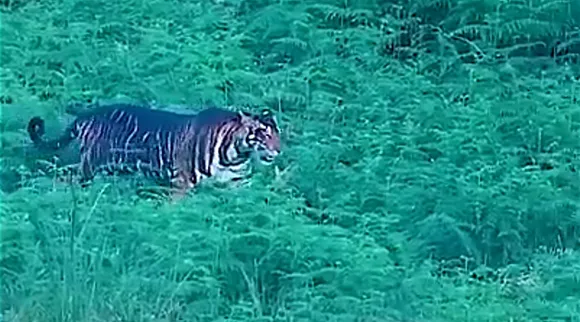 melanistic tiger 1