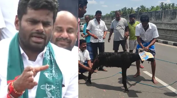 annamalai goat
