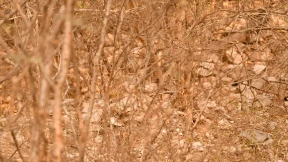 Leopard 1 