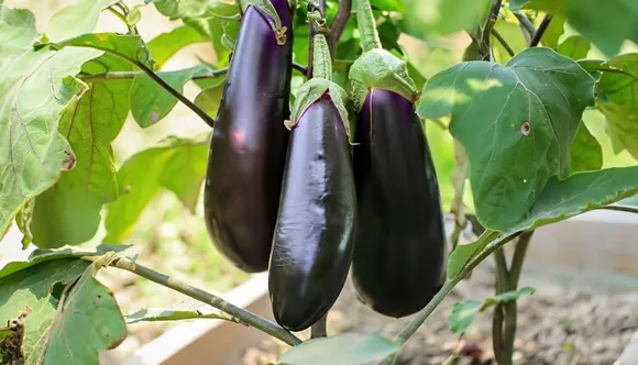 brinjal 