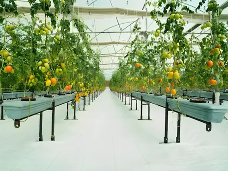 fruit farming