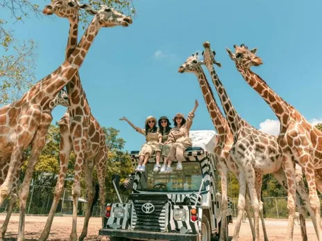 safari