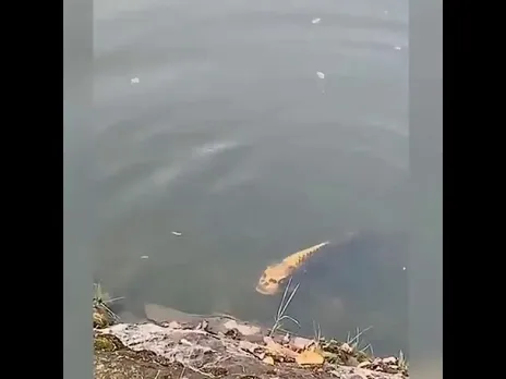 Spooky Fishy