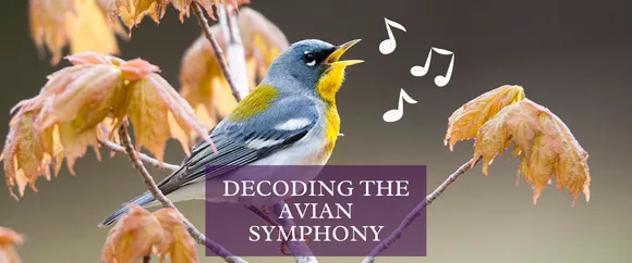 The Secret Language of Music in Birdsong
