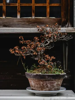 Vastu plants to avoid at home